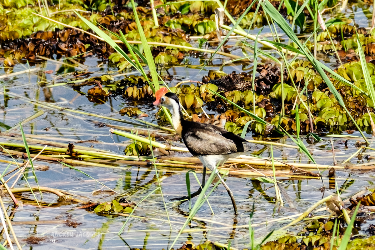 australie 2018-103.jpg